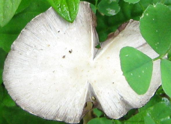 Escursione a Limestre e funghi da identificare